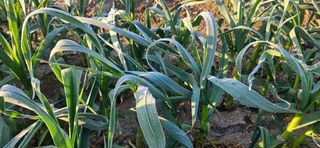 구춘봉님의 마늘 · 영농일지 작성글 사진