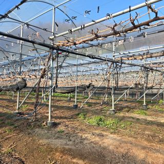 동동예행복농장님의 포도 · 영농일지 작성글 사진