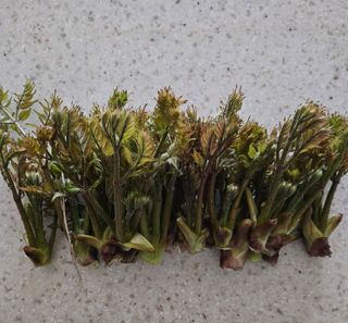 유인식감대추님의 두릅 · 영농일지 작성글 사진