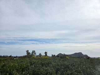 산방자연농원님의 귤 · 영농일지 작성글 사진