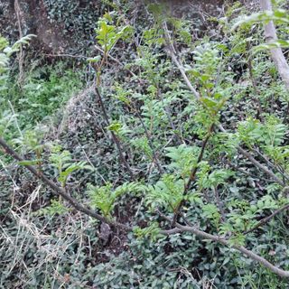 섬진강님의 기타작물 · 영농일지 작성글 사진