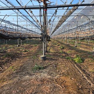 동동예행복농장님의 포도 · 영농일지 작성글 사진