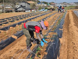 양백운님의 고추 · 영농일지 작성글 사진
