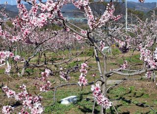 철남 김희곤님의 기타작물 · 영농일지 작성글 사진