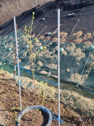 참깨16081님의 기타작물 · 영농일지 작성글 사진