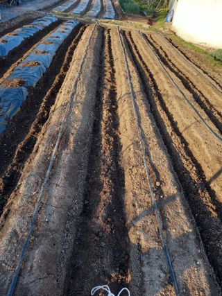 전진욱님의 기타작물 · 영농일지 작성글 사진