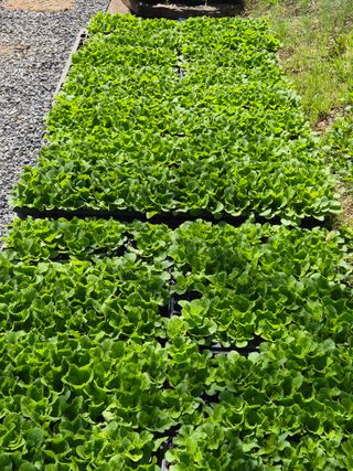 조성민님의 상추 · 영농일지 작성글 사진