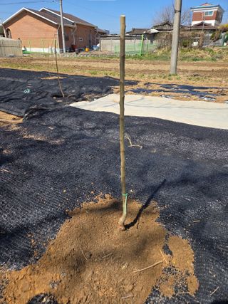 박병철님의 매실 · 영농일지 작성글 사진