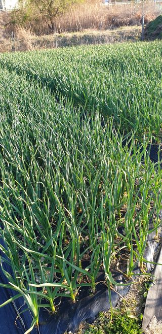 작은농원님의 마늘 · 영농일지 작성글 사진