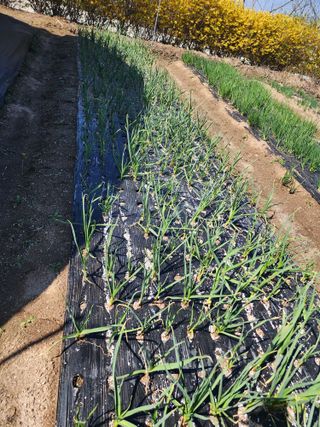 강동신님의 마늘 · 영농일지 작성글 사진