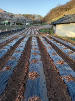 전진욱님의 기타작물 · 영농일지 작성글 사진