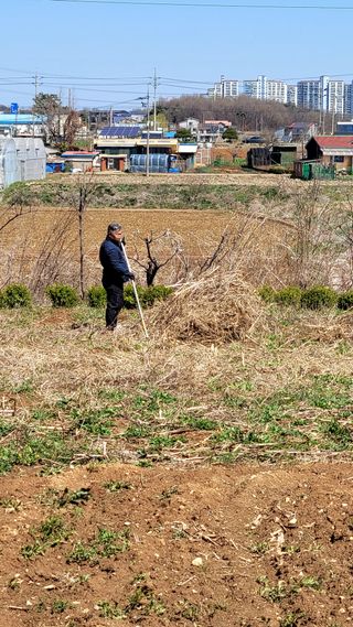 로만아빠님의 기타작물 · 영농일지 작성글 사진