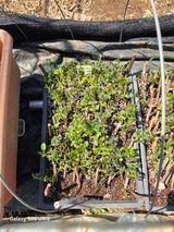 팜모닝 기타작물·영농일지 게시글 이미지