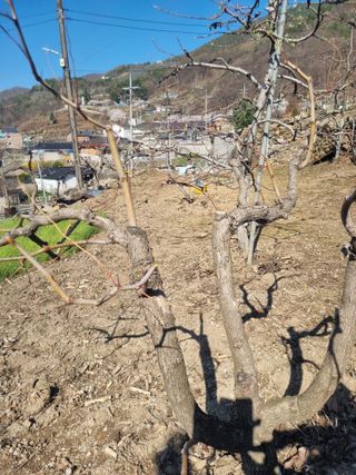 김용대님의 기타작물 · 영농일지 작성글 사진