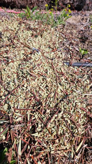 대봉농원 이경화님의 블루베리 · 영농일지 작성글 사진