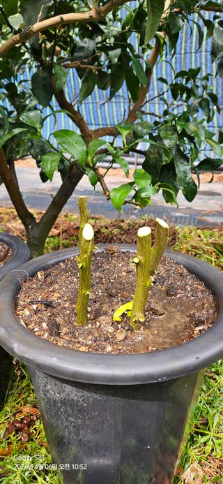 農땡이님의 귤 · 영농일지 작성글 사진