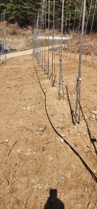 이철님의 기타작물 · 영농일지 작성글 사진