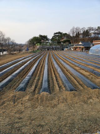 천수님의 기타작물 · 영농일지 작성글 사진