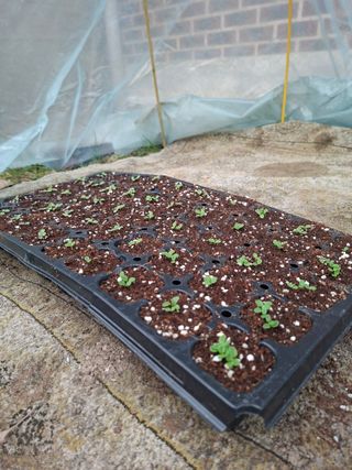 이재상님의 기타작물 · 영농일지 작성글 사진