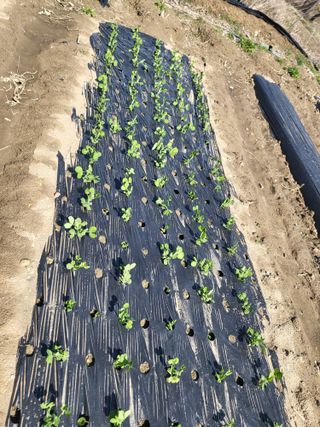 전선경님의 기타작물 · 영농일지 작성글 사진