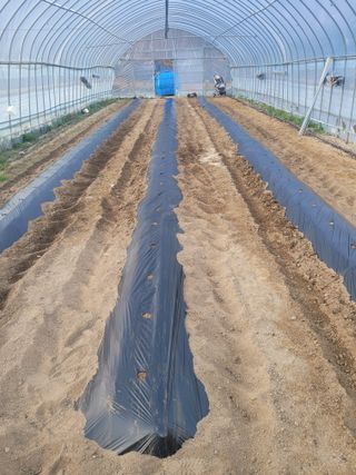 민원배님의 감자 · 영농일지 작성글 사진