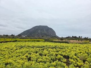 산방자연농원님의 귤 · 영농일지 작성글 사진