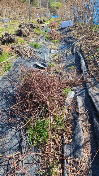 대봉농원 이경화님의 블루베리 · 영농일지 작성글 사진