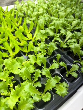 옴마님의 기타작물 · 영농일지 작성글 사진