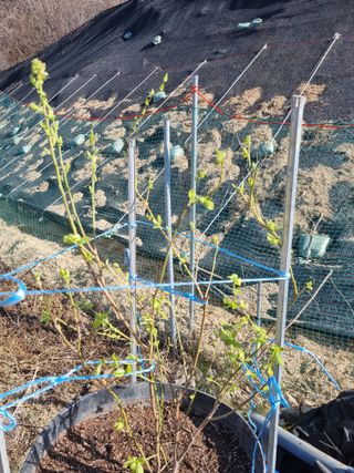 참깨16081님의 기타작물 · 영농일지 작성글 사진