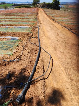 김저팔계님의 기타작물 · 영농일지 작성글 사진