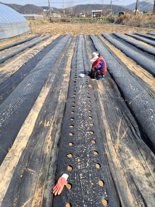 백영호님의 콩 · 영농일지 작성글 사진