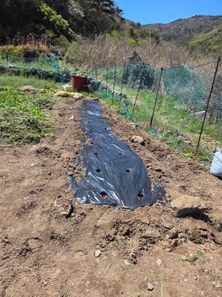 최성욱님의 감자 · 영농일지 작성글 사진