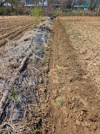 김연숙님의 기타작물 · 영농일지 작성글 사진