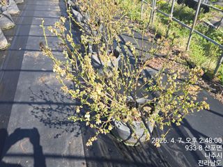 축복농장님의 기타작물 · 영농일지 작성글 사진