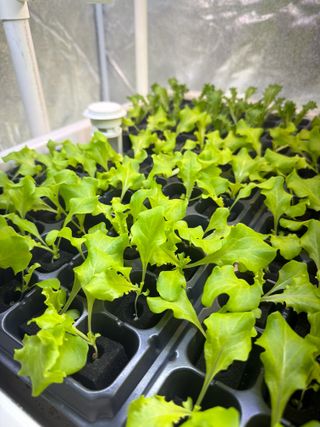 옴마님의 기타작물 · 영농일지 작성글 사진