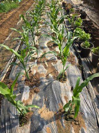 노아님의 옥수수 · 영농일지 작성글 사진