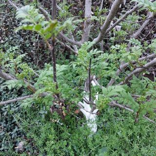 섬진강님의 기타작물 · 영농일지 작성글 사진