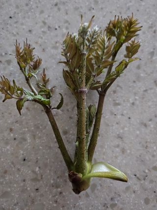 유인식감대추님의 두릅 · 영농일지 작성글 사진