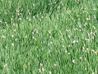 한경훈님의 기타작물 · 영농일지 작성글 사진