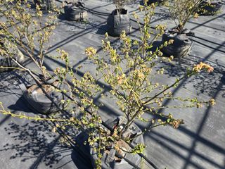 축복농장님의 기타작물 · 영농일지 작성글 사진