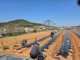 양백운님의 고추 · 영농일지 작성글 사진