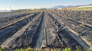 늘푸른 농장주님의 기타작물 · 영농일지 작성글 사진