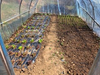 조일성님의 상추 · 영농일지 작성글 사진