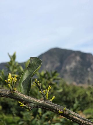 산방자연농원님의 귤 · 영농일지 작성글 사진
