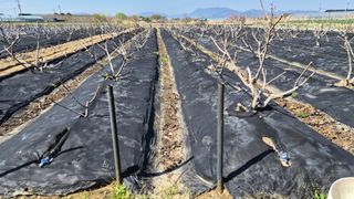 늘푸른 농장주님의 기타작물 · 영농일지 작성글 사진