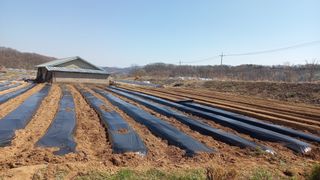 스핀킬님의 참깨 · 영농일지 작성글 사진