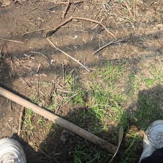 동동예행복농장님의 포도 · 영농일지 작성글 사진