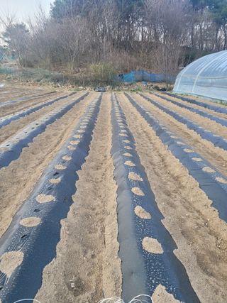 민원배님의 감자 · 영농일지 작성글 사진