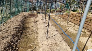 권혁렬님의 상추 · 영농일지 작성글 사진