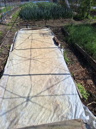 (복조리농장)김찬두님의 기타작물 · 영농일지 작성글 사진